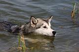 ALASKAN MALAMUTE 670